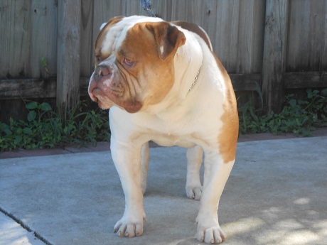 american bulldog teddy